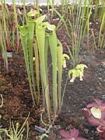 Sarracenia Alata (fam Sarraceniacees) (carnivore) (USA) (01) (Photo F. Mrugala)